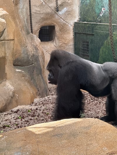 A western lowland gorilla is seen in an enclosure at the Beauval Zoo in Saint-Aignan, France. The gorilla, with its dark, thick fur, is positioned on textured ground, with a large, tan rock formation taking up a significant portion of the right side of the frame. The background features a painted mural depicting a lush, green environment with trees. In the upper left corner of the mural, a white bird with a red beak and black markings is visible. The enclosure appears to be designed to mimic a natural habitat, with rocky textures and a painted backdrop. To the left of the gorilla, a dark opening in the rock face is visible, with a grate covering it, suggesting a sheltered area or den within the enclosure. A thick, brown rope, likely part of the enclosure's structure or enrichment, stretches across the mid-left portion of the image. The lighting suggests it is daytime, with the sun casting shadows on the rock. The gorilla's head is turned downwards, and its face is partially obscured, but its presence dominates the scene. The overall impression is of a peaceful moment, with the gorilla resting within its zoo environment.