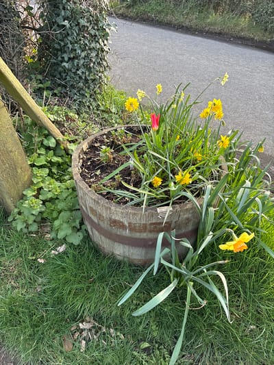 The scene depicts a static outdoor environment in Snailbeach, United Kingdom, on what appears to be a sunny day. The primary subject is a weathered, light-brown wooden barrel planter, approximately half-height, secured by two rusty metal bands. It contains dark soil from which numerous yellow daffodils (Narcissus) are growing, many in full bloom, alongside one prominent red tulip and various green foliage, including some with white variegation.
The barrel is positioned on a grassy verge adjacent to a grey asphalt road, which occupies the midground and background on the right side of the image. The grass directly surrounding the barrel is green, with some scattered dry leaves. To the immediate left of the barrel, a dense patch of green stinging nettles (Urtica dioica) is visible. Further left and behind the nettles, a thick, dark green ivy (Hedera helix) heavily covers a tree trunk or large bush. A light-colored, weathered wooden post or stake is partially visible on the far left, leaning slightly. No people, animals, or vehicles are present. The lighting suggests direct sunlight, casting subtle shadows and highlighting the vibrant colors of the flowers and foliage.