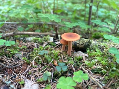 A close-up, eye-level shot captures a forest floor scene in Savonlinna, Finland. Two small, brown-capped mushrooms stand on a mossy log, one slightly in front of the other. The caps are smooth and have a faint reddish-brown hue. Their stems are slender and light brown.

The surrounding ground is covered with a thick carpet of green moss, interspersed with fallen pine needles and small, dried plant debris. Several clover leaves, with their characteristic three leaflets, are scattered across the forest floor, some in sharp focus, others blurred in the foreground and background.

In the background, the scene transitions to a soft blur of green foliage and trees, suggesting a dense woodland. The lighting appears to be natural daylight, likely diffused through the forest canopy, creating a soft, ambient glow. The overall impression is one of a quiet, natural setting, evoking a sense of peace and the subtle beauty of the forest ecosystem. There is no visible text in the image.