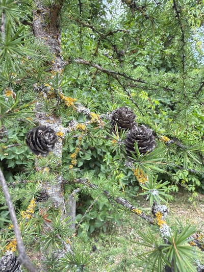 The image shows a close-up view of a coniferous tree branch with needles and pinecones, set against a blurred background of green foliage. The tree bark is rough and textured, with patches of lichen in yellow and grey. Several dark brown pinecones are visible, some appearing to be open. The overall impression is of a natural outdoor setting, possibly a park or forest. The scene is devoid of human presence or activity. The location is specified as Tēraudi, Latvia.