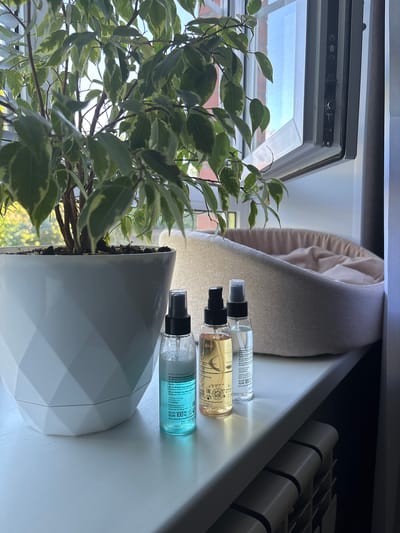 The image shows a white geometric planter with a ficus plant on a windowsill. Next to the planter are three spray bottles. One is clear with blue liquid, another is clear with yellow liquid, and the third is clear with clear liquid. Behind the bottles is a light-colored pet bed. The window behind the pet bed is open, revealing an exterior view of brick buildings and trees. A radiator is visible below the windowsill. The scene is indoors, on a windowsill in Gukovo, Russia.