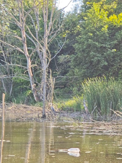 A plastic water bottle floats on the surface of a body of water, reflecting the surrounding environment. The water is murky and greenish, with small white flecks scattered across its surface. In the background, a dense green forest with tall trees lines the edge of the water. To the right, tall green reeds grow along the bank, interspersed with dry, fallen branches. A bare, spindly tree with many branches stands in the center of the frame, its trunk gray and weathered. On a small pile of branches near the base of this tree, a grey heron stands facing left. The overall scene depicts a natural environment, likely a pond or marsh, with a single piece of litter. The location is identified as Horodyshche, Ukraine.