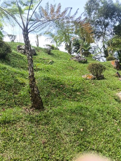 A grassy slope fills the frame, dotted with rocks and small bushes. A slender tree with fern-like leaves stands prominently on the left. Other trees populate the hilltop in the background, creating a textured green scene. The sky is visible through the trees, appearing bright. The light in the bottom right corner is overexposed.