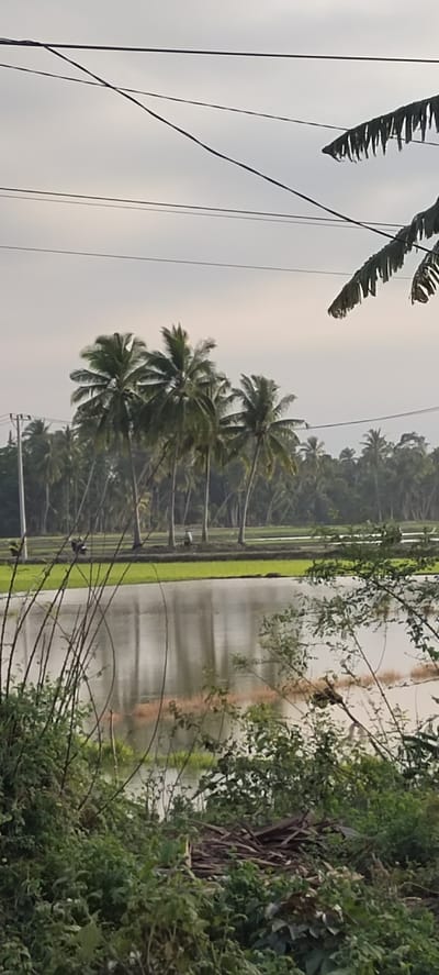 A slightly overcast, outdoor, horizontal, medium shot captures a serene rural landscape in Payakumbuh, Indonesia. The foreground is dominated by lush, green foliage and thin, dry reeds encroaching on a body of water. This water reflects the sky and the lush greenery surrounding it, creating a muted, serene scene. In the mid-ground, a flat, verdant rice paddy extends towards a line of tall coconut trees. The palm trees, with their distinctive fronds, are clustered together, creating a natural border between the paddy field and a denser line of trees in the background. Several power lines crisscross the sky, with the fronds of a palm tree visible in the upper right corner. The overall impression is one of peaceful, agricultural life.