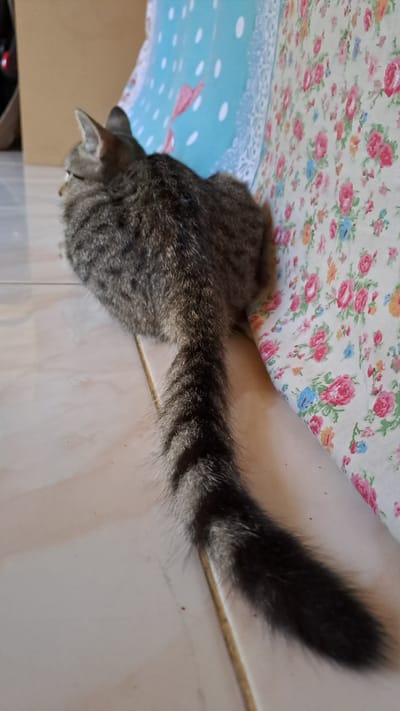 A tabby cat with a long, bushy tail patterned with dark rings sits on a tiled floor. The cat is facing away from the camera and towards the left of the image. Behind the cat is a wall covered with floral fabric. The floor tiles are a light beige color. The background also shows a blurred area of what appears to be a brown cardboard box and a blue fabric with white dots and a pink shape. The scene is indoors, possibly in a home. No specific location in Lhokaweawe, Indonesia can be identified from the image.