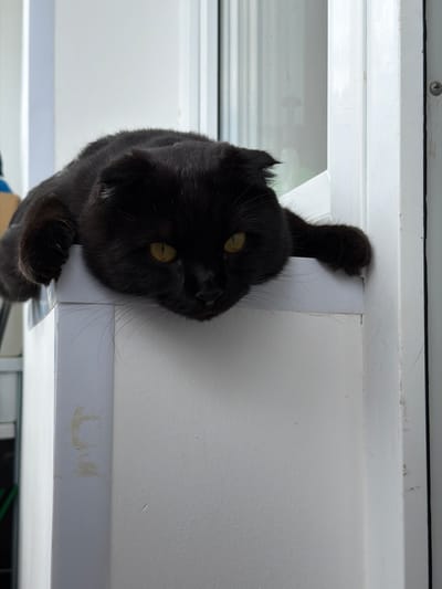 A black cat with yellow eyes is resting on a white surface, possibly a windowsill, with its body draped over the edge. Its front paws are extended, one on either side of the edge. The cat's ears are folded back. The background appears to be indoors with a window or door frame visible. There are smudges and marks on the white surface. The image does not contain any information that would allow for identification of its location in Tsiolkovsky, Russia.