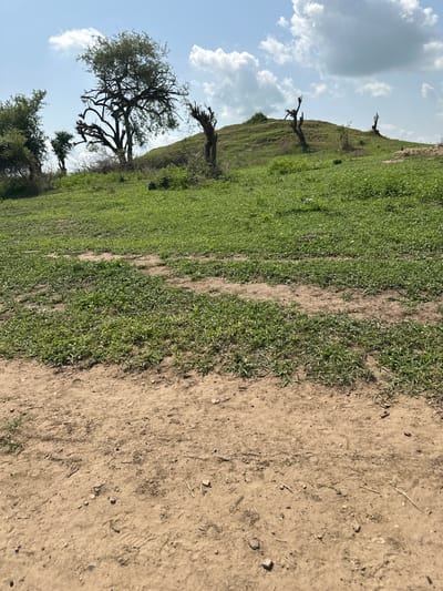 A landscape photograph shows a grassy hill with a dirt path running alongside it. Several trees are scattered across the hill, some appearing gnarled and bare, while others are more leafy. The sky is partly cloudy with white clouds against a blue background. The lighting suggests it is daytime, likely sunny, given the shadows cast by the trees. The scene appears to be a rural or natural setting. The ground on the right side of the image is predominantly dirt with some scattered pebbles and dry grass. The left side of the image features a lush green grassy slope. There are no people or specific objects that suggest a particular activity or event. The overall mood is serene and natural.