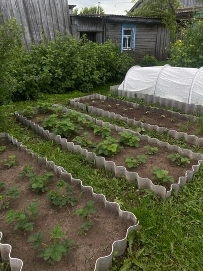 The image shows a rural garden scene in the village of Peshnevo, Russia. In the foreground, there are several raised garden beds with corrugated plastic borders, planted with young strawberry plants. Behind the garden beds, a white plastic tunnel greenhouse is visible. In the background, there is a rustic wooden building with a blue-trimmed window, surrounded by dense green foliage and trees. The ground is covered with grass and some scattered weeds. The overall impression is one of a domestic, agricultural setting.