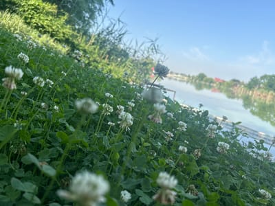A low-angle, close-up shot of white clover flowers and green leaves fills the foreground of the image. The flowers are in various stages of bloom, some appearing fluffy and white, while others are more delicate and pinkish. The clover plants grow densely, creating a carpet of green that slopes upwards towards the background.

In the middle ground, a body of water, likely a river or lake, is visible. The water is calm and reflects the blue sky and surrounding greenery. A thin, light-colored structure, possibly a bridge or a walkway, spans across the water in the distance. On the far bank of the water, a line of trees and some buildings are visible, hinting at a populated area. The sky is a clear, pale blue with a few wispy clouds.

The overall scene suggests a natural, outdoor setting, possibly a park or a riverbank within the city of Agronom, Russia. The focus on the clover flowers and the soft lighting create a serene and naturalistic atmosphere. There are no people or animals visible in the image. The image appears to have been taken during daylight hours, likely in the morning or late afternoon, given the gentle quality of the light.