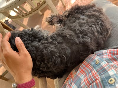 A person's hand, with a pink woven bracelet on the wrist, rests on the head of a black, curly-haired dog lying on their lap. The person is wearing a blue, white, and red plaid shirt. The scene appears to be outdoors, with sunlight casting shadows from a wooden chair onto a tiled floor. This image was taken in Karangkebagusan, Indonesia.