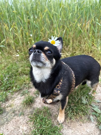 A black and tan chihuahua with a daisy behind its ear lies on grass and dirt. The dog is wearing a leopard print harness. The background is blurred green grass and a patch of dirt. The image appears to be taken outdoors on a sunny day. The scene is peaceful and showcases the dog enjoying its surroundings.