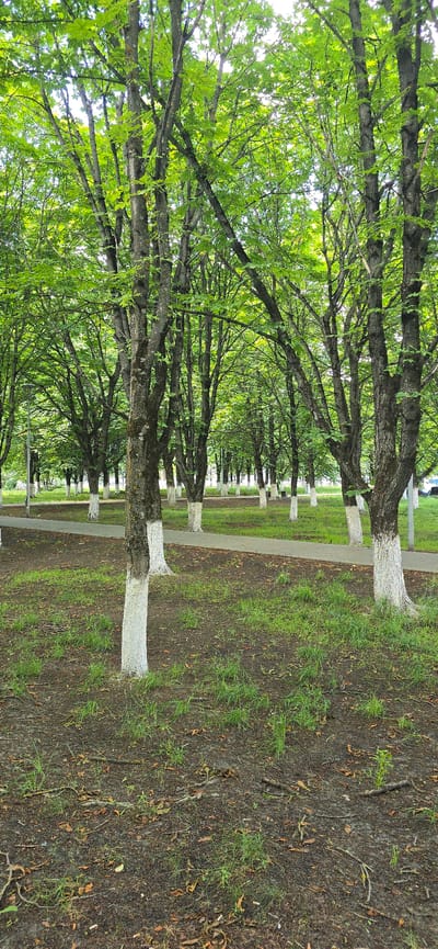 This media file depicts a tree-lined pathway in Bryansk, Russia. The image is oriented vertically, with a long perspective of trees receding into the distance. The trees have dark, textured bark, and their branches are laden with lush green leaves, suggesting a spring or summer season. The lower trunks of the trees are painted white, a common practice in some regions to protect them from pests and the sun, and to improve visibility.
The pathway itself is a light-colored, paved surface running alongside the trees, bordered by grass on one side and more trees on the other. The grass is a vibrant green, interspersed with patches of soil and fallen leaves, indicating it might be a park or a well-maintained natural area. The ground also shows some scattered debris, including twigs and dry leaves.
The activity taking place is not explicitly shown, but the scene suggests a peaceful, potentially leisurely environment. It could be a place for walking, jogging, or simply enjoying nature. The lighting suggests it is daytime, possibly morning or afternoon, with diffused light filtering through the dense foliage, creating a somewhat dappled effect. There are no people visible in the frame, emphasizing the natural setting. The overall mood is serene and tranquil, showcasing the beauty of the urban greenery. No text is visible in the image.