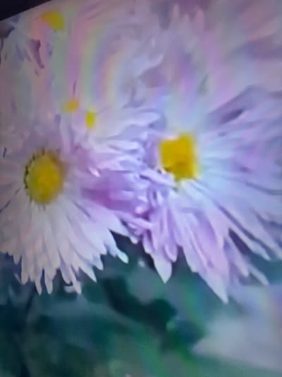 The image is a close-up, slightly blurry photograph of a light purple daisy-like flower with a yellow center. The petals are thin and elongated, radiating outwards. There are hints of other flowers or foliage in the background, rendered in muted green and blue tones. The lighting suggests it might be outdoors, possibly in a garden. The image does not provide any identifiable landmarks or context to associate it with the city of Çiğli, Turkey, or any other specific urban location. The scene is a natural one, focused on the floral subject.