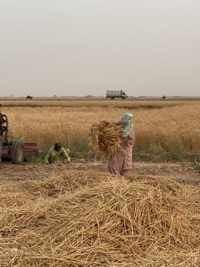 In a field near Alaqadari Daman, Afghanistan, two individuals are engaged in harvesting wheat. One person stands, draped in a light pink robe and a light green head covering, holding a bundle of harvested wheat. Another person is crouched near the ground, apparently gathering wheat. A tractor with a red element is located to the left. Dispersed across the foreground is freshly cut wheat. In the background, there is a wheat field and a road with a truck and another vehicle visible in the distance. The sky is overcast.