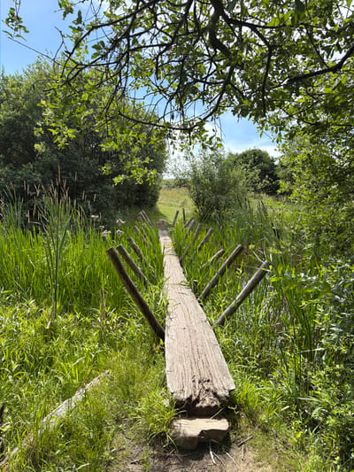 The image depicts a serene outdoor scene, likely a nature trail or park. The foreground features a weathered wooden log bridge, partially resting on the ground and spanning across a narrow waterway or marshy area. The log is rough-hewn and shows signs of age and wear.
To the right of the log, tall green grasses and reeds are abundant, creating a lush, overgrown feel. A series of wooden posts, aligned and angled, extend from the edge of the log into the reeds, suggesting a border or guide for a path. In the distance, the path continues, lined by the same grassy vegetation and posts, curving gently out of view.
The left side of the image is dominated by the branches and vibrant green leaves of a tree, with some of the foliage extending into the frame from above. Beyond the trees and reeds, a patch of blue sky with wispy clouds is visible, indicating a pleasant, possibly sunny day. The overall impression is one of natural beauty and tranquility, with a sense of a well-trodden, yet wild, path. The time of day appears to be daytime, given the bright lighting and shadows. There are no people visible in the image, and no text is present. The location context suggests Lejre, Denmark.