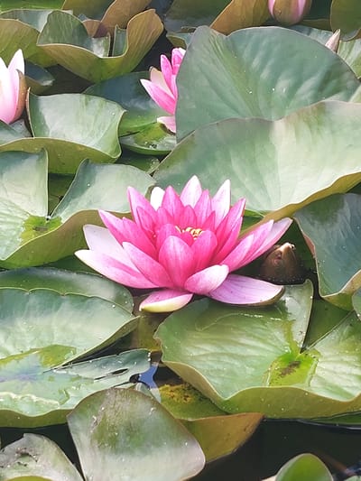 A close-up, high-angle shot captures a vibrant pink water lily blooming amidst large, green lily pads floating on dark water. The water lily is in full bloom, its petals fanned outwards revealing a yellow center. Several other lily pads surround the central flower, some showing veins and water droplets. A closed bud of a water lily is visible to the right of the blooming flower, nestled among the leaves. The scene appears to be a tranquil pond or garden feature, likely in the city of Beketovo, Russia, given its inclusion in the prompt. The image is filled with natural elements, focusing on the beauty of aquatic flora.