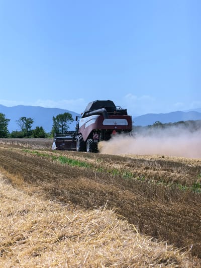 A combine harvester is harvesting a field of grain. The combine is red and white and is kicking up dust. The field is golden brown and appears to have been recently harvested. In the background, there are green trees and blue mountains. The sky is clear and blue. The scene appears to be in a rural area of Starye-Atagi, Russia.