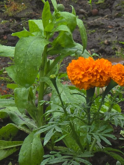 This media file shows a close-up, vertical view of bright orange marigold flowers and their green foliage in an outdoor setting. The flowers are fully bloomed, with intricate, ruffled petals that are a vibrant orange color. Several leaves are visible, some broad and others more feathery and lobed. The foliage appears somewhat wet, with small water droplets visible on the surfaces of the leaves, suggesting recent rain or dew. The background is a dark, earthy soil, with hints of other green vegetation and some small organic debris. The lighting is somewhat diffused, and the overall impression is that of a garden or natural area after a rain shower. There is no text visible in the image. The scene is static, focusing on the natural beauty of the flowers and plants. Given the location context of Ермолаевский Затон, Russia, this could be a common garden flower in that region. The time of day is not definitively indicated, but the diffused light suggests it could be morning or evening, or an overcast day.