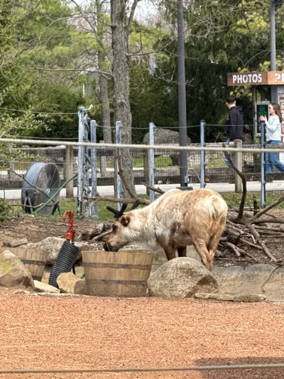 The image shows a deer inside an enclosure, apparently at the Columbus Zoo and Aquarium in Powell, Ohio, United States. The deer is light brown and cream colored, with its head lowered to drink from a wooden barrel. Behind the enclosure is a metal fence and a sign labeled "PHOTOS". Two people can be seen observing the deer from behind the fence. The ground around the enclosure is covered in wood chips, rocks, and other natural materials. A large fan is present near the enclosure. A textured brown wall is visible to the right of the frame.