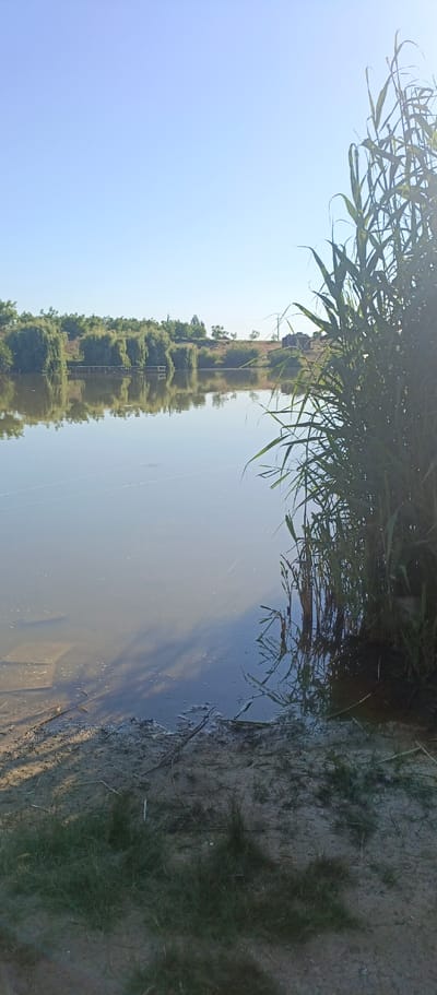 This is a landscape photograph taken from the shore of a tranquil lake in Вилинское сельское поселение, Ukraine. The sky is a clear, pale blue, suggesting a calm and sunny day, likely in the morning or late afternoon due to the soft light. The foreground shows a muddy bank with sparse green grass and some dry reeds or sticks scattered on the ground.
The lake itself is calm and reflects the surrounding environment. A thin fishing line is visible on the surface of the water, hinting at the activity of fishing. In the middle ground, across the lake, is a dense line of trees, including what appear to be weeping willows, their reflections shimmering on the water. A small wooden pier or jetty extends into the water from the treeline, further reinforcing the idea of a recreational spot.
To the right of the frame, tall reeds or grasses dominate the view, their green stalks catching the sunlight. The overall mood of the image is peaceful and serene, evoking a sense of quiet nature. There are no people or animals visible in the frame. No text is present in the image.