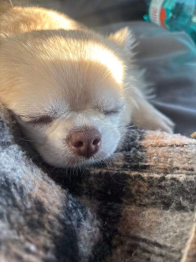 A close-up, eye-level, outdoor shot captures a small, light-colored dog sleeping peacefully on a textured blanket. The dog's eyes are closed, and its nose is prominent and dark. A beam of sunlight illuminates the dog's head from the left, creating a soft glow and highlighting its fur. The background consists of a blurry, dark surface and a partial view of a turquoise plastic bottle with a white cap. The setting appears to be a casual, outdoor environment, possibly a park bench or a car seat, in Kondryaevo, Russia.