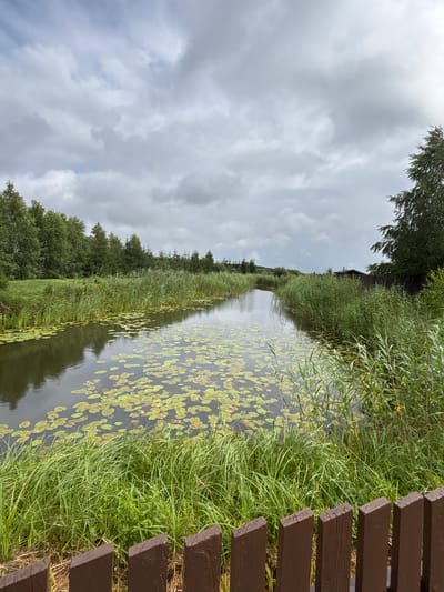 The image depicts a calm waterway filled with lily pads, bordered by tall reeds and lush green grass. In the background, a dense line of trees flanks the left side of the canal, while on the right, a wooden fence is visible in the foreground, with a small building and a wooden fence further in the distance. The sky is overcast with dramatic clouds. This scene is located in Rybaki, Poland, specifically the area adjacent to the fish ponds.