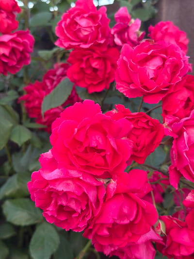 A close-up, vertical shot captures a cluster of vibrant, fuchsia-colored roses in full bloom, with their velvety petals unfurling. The roses are densely packed, with some overlapping and others slightly out of focus, creating a sense of depth. Dark green leaves form a soft backdrop, with a hint of a brown fence or wall visible in the upper right corner. The lighting is soft, highlighting the rich color of the roses and the delicate texture of their petals. The scene is an outdoor setting, likely a garden or a public green space. There is no evidence of human presence or any specific location markers within the frame that would indicate it is in Ароматненское сельское поселение, Ukraine.