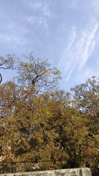 The image displays an outdoor scene in Ghaziabad, India, looking upwards towards a blue sky interspersed with sparse, wispy white cirrus clouds. The lower two-thirds of the frame are dominated by a dense canopy of trees, exhibiting a mix of green and brownish-green foliage with visible bare branches. A small, square-shaped kite, predominantly yellow and orange, is entangled high within the branches of a central tree. Another lighter-colored, possibly white or off-white, kite or piece of fabric is visible caught in the branches of a tree on the right side of the frame. A dark, horizontal cable or wire traverses the image just above a weathered, light grey concrete wall or parapet that defines the bottom edge of the scene. No individuals or explicit actions are depicted.