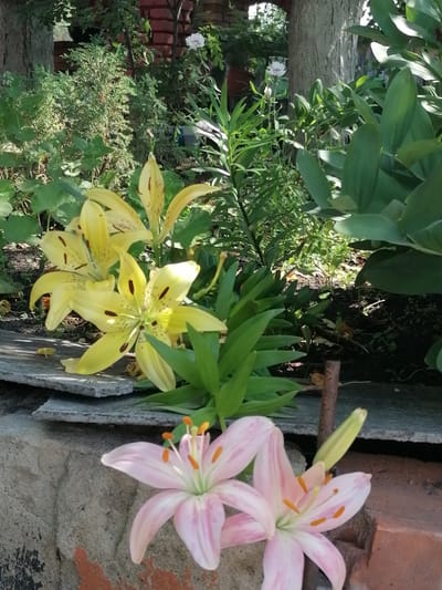 In a garden setting, likely within the vicinity of Мыльниково, Russia, two clusters of lilies are the focal point. In the foreground, two pale pink lilies with darker pink stripes on their petals are captured. The one on the right is in full bloom, displaying its stamen and pistil, while the one on the left is slightly out of focus. Behind these, a group of yellow lilies, each with dark brown spots and prominent stamen, are blooming amidst green foliage. The lilies are positioned on or near a stone ledge, with a rough, textured brick wall visible in the lower right portion of the frame. The background is a dense garden with trees, shrubs, and other plants, suggesting a natural or cultivated outdoor environment. No people are present in the image.