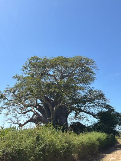 A daytime shot of a tree with a thick trunk and many branches is taken against a clear blue sky in Muitua, Mozambique. To the right of the tree is a dense green hedge or foliage running vertically. A brick or stone structure is partially visible at the top right corner of the image.
