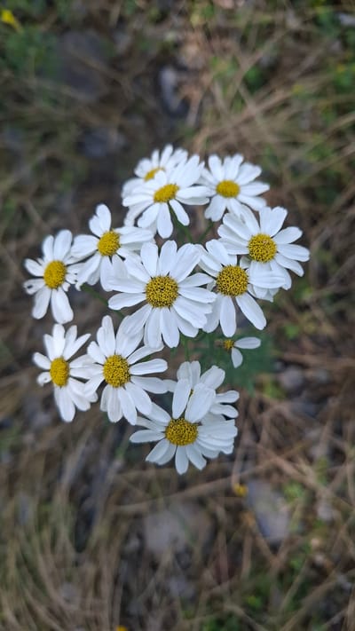 A cluster of white daisies with yellow centers is in sharp focus against a blurred background of dry grass and earth. The flowers are arranged in a loose circle, with some overlapping. The image appears to be taken outdoors, with natural lighting. There are no people or other living creatures visible in the frame. The environment suggests a natural, possibly rural or park-like setting. The city of Cherkessk, Russia is not depicted in the image.