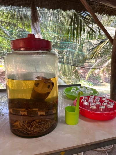 The image shows a large glass jar containing a preserved cobra in liquor, likely snake wine, sitting on a tiled surface. Next to the jar are two plastic trays, one red and one green, filled with small shot glasses. A small green plastic ladle rests between the trays. The background shows an outdoor scene with trees and foliage, possibly taken in Tân Thạch, Vietnam. The scene suggests a tourist attraction or a local establishment selling snake wine.
