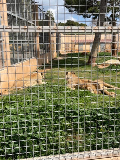 The image depicts three tawny-furred lions resting within a wire-mesh enclosure, likely at a zoological facility in Sant Llorenç des Cardassar, Spain. The view is from outside the enclosure, through a sharply defined grey metal mesh fence that covers the entire foreground.
In the mid-ground, three lions are present on a surface of green grass and scattered broad-leafed plants. One lion is positioned on the left, lying on its side with its head turned towards the center. Its mouth is slightly agape. A second lion lies to the right of the first, facing left with its head slightly raised. A third lion is partially obscured behind the second, stretched out on its side, with its hindquarters visible. All three lions appear to be in a state of repose.
The background features various structures and natural elements. To the far left, a multi-story structure with light beige walls and numerous metal bars suggests further animal holding or viewing areas. In the mid-ground to the right, a smaller, single-story building with similar beige walls and a reddish-brown sloped roof is visible. Two slender-trunked trees stand in the mid-ground, casting shadows, and a large, light-colored rock formation is situated on the right side of the enclosure. The sky above is partially visible, showing a clear, bright blue with scattered white clouds, indicating sunny daytime conditions.
