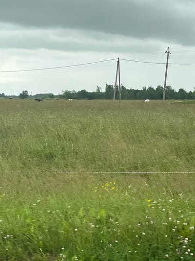 This is a landscape photograph taken outdoors, featuring a grassy field with several power poles and overhead lines traversing the scene. The sky is overcast, suggesting a cloudy or possibly stormy day, with a significant portion of the left side of the image dominated by dark, ominous clouds. The field itself is lush and green, with areas of taller, wilder grass interspersed with shorter, manicured sections, possibly indicating a pasture or a field bordering a park or rural area.

Scattered throughout the field are a few small white and yellow wildflowers. A faint dashed white line runs vertically through the middle of the frame, separating different textures or zones within the grassy area. In the distance, along the tree line that forms the horizon, are silhouetted trees and a few dark shapes that appear to be cattle grazing. One white object, possibly a vehicle or a large animal, is visible further into the field. The presence of power poles suggests a rural or semi-rural setting, likely in a developed area that relies on electrical infrastructure.

The overall mood of the image is somewhat subdued due to the overcast sky, but the vibrant green of the grass and the small bursts of wildflowers add a touch of natural beauty. No people are visible in the frame. The time of day is difficult to determine precisely due to the lack of direct sunlight, but it appears to be daytime. There is no visible text in the image. The context provided indicates the location as Erra, Estonia.