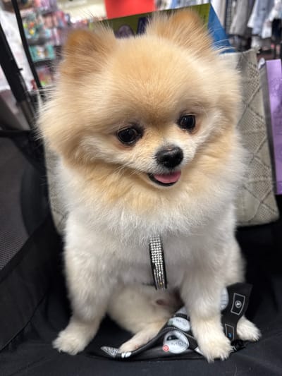 A small, fluffy, cream-colored dog, likely a Pomeranian, is the central subject of the image, looking directly at the viewer with an attentive and playful expression. Its dark eyes, black nose, and a pink tongue slightly protruding add to its engaging appearance. The dog's fur is predominantly light cream to white, with some areas around its head and ears showing a slightly warmer, golden-fawn hue.

The dog is wearing a sparkly, rhinestone-embellished collar around its neck and is comfortably situated inside what appears to be a black fabric pet stroller or carrier. The carrier features some quilted or textured patterns on its interior. The dog's front paws are extended forward, resting within the carrier, while one of its back paws is partially visible.

The background is blurred but suggests an indoor setting, possibly a retail environment, exhibition hall, or a home with shelves. Visible elements in the background include a purple-colored item (possibly a box or book), a blue object, and other indistinct items that could be merchandise or personal belongings. A light-colored, patterned fabric or cushion is also visible behind the dog's head. The lighting is soft and consistent with an indoor environment. No visible text is discernible in the image. The scene conveys a sense of the dog being relaxed and observed in a public or semi-public indoor space, situated in Ludwigsburg, Germany, as per the provided context.