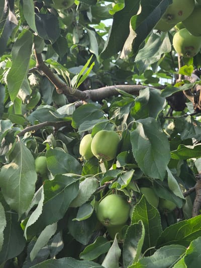 This media file is a close-up, upward-angle shot of an apple tree branch laden with developing green apples and dense foliage. The scene is set outdoors, amidst the greenery of an orchard or garden, with hints of a bright sky visible through the leaves, suggesting it's daytime. The apples are small and unripe, indicating they are in an early stage of growth. The leaves are a vibrant green, with some showing slight variations in shade and texture, possibly due to sunlight or natural imperfections. The tree branches are a mix of thicker, mature wood and younger, thinner growth. The image conveys a sense of natural abundance and the quiet, ongoing process of fruit development. There are no people or visible text in the media file. The location context provided is Pidhorodne, Ukraine.
