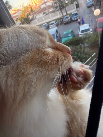 A ginger and white cat is visible in close-up, its fur detailed and its paw extending towards its face. Through a window, a blurred street scene in Castillo Bajo-conejito, Spain, is depicted. Several cars, including a white hatchback, a green car, and a red car, are parked or moving on the street. Buildings with orange roofs and trees are also visible in the background. A person in a blue garment is present near some of the cars. The lighting suggests it is either early morning or late afternoon.