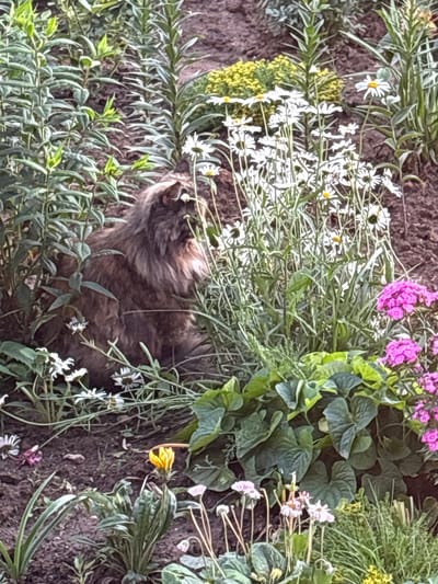 A fluffy, long-haired cat with brown and gray fur is sitting amongst a variety of flowers in a garden. The cat is facing away from the camera, with its head turned to the left, partially obscured by foliage. The garden features several types of flowers, including white daisies with yellow centers, pink clusters of flowers, and a single yellow flower. Green leaves and stems are abundant throughout the scene, creating a dense, natural environment. The ground is dark soil, with some scattered debris. The overall impression is one of a peaceful, natural setting in the city of Dolce Vita KP, Russia.