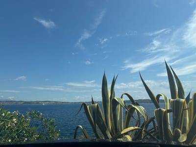 A coastal view features a clear blue sky with wispy clouds above a calm, deep blue sea. In the foreground, large, spiky agave plants with green and yellow striped leaves dominate the right side of the frame. To the left, smaller green foliage with white flowers is visible. The sea extends to the horizon, where a faint coastline with rolling hills can be seen. A white boat is visible in the distance on the water. The scene appears to be a scenic overlook, possibly from a road or a balcony, with a dark foreground suggesting a window or railing. The location is Ammouliani, Greece.