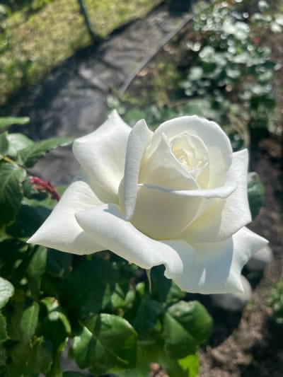 A close-up shot of a pristine white rose, its petals unfurling to reveal a delicate center. The rose is the primary subject, capturing the intricate layers and soft texture of its bloom. The background is softly blurred, suggesting a garden setting. Green leaves and foliage are visible, along with hints of darker soil and possibly a fence or netting in the middle ground. The lighting indicates it is daytime, with sunlight illuminating the rose and creating subtle shadows. The overall mood is serene and natural. The image appears to be taken outdoors in a garden, likely in Aropakkuzi, Russia, given the context provided. There is no visible text in the image.