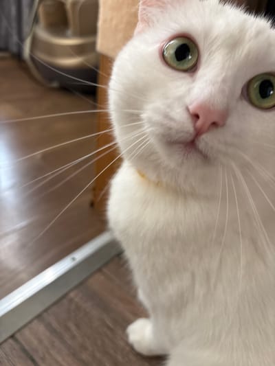 A close-up, low-angle shot of a white cat's face is captured. The cat's large, green eyes are prominent, with dark pupils. Its pink nose is visible, and its white fur is soft and fluffy. The cat appears to be looking directly at the camera. The background is blurred, but a wooden floor and a metal strip are discernible. A glimpse of a beige scratching post is also present. The scene is indoors, likely in a home environment, and is not demonstrably linked to Vysokoye, Russia.