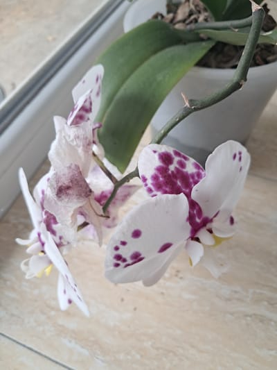 This media file is a close-up photograph of a white orchid with purple spots, likely Phalaenopsis. The flower is positioned in the center of the frame, with a green stem and large, waxy green leaves visible behind it. The orchid is in bloom, with two prominent flowers in focus, one in the upper right and another slightly lower and to the left. The petals of the flowers are white with irregular, deep purple blotches. Some of the petals appear delicate and slightly wilted, suggesting the bloom may be past its peak.

The background consists of a neutral-toned, tiled surface, possibly a wall or countertop, with a marbled pattern. A white pot or planter is partially visible in the upper left corner, containing some organic material that appears to be potting medium. The overall lighting suggests an indoor setting, possibly near a window, as there is a bright, diffused light illuminating the scene. The orientation of the image is slightly tilted. There is no visible text in the frame. The scene conveys a sense of domestic tranquility, focusing on the natural beauty of the orchid. The location context is Onișcani, Moldova.