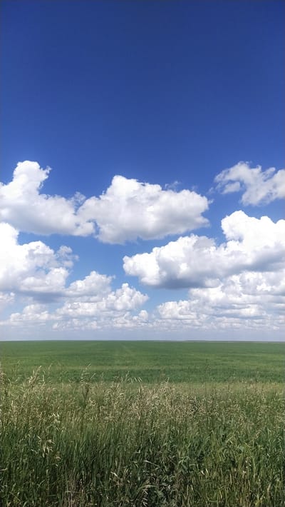 This is a landscape photograph taken on a clear day in Озёрный ауылдық округі, Kazakhstan. The image is dominated by a vast expanse of bright blue sky, dotted with fluffy white cumulus clouds. Below the sky, a flat horizon line separates the sky from a verdant green field that stretches as far as the eye can see. In the foreground, tall grasses and other wild vegetation grow, creating a textured border. The scene depicts an open, rural environment with no people or man-made structures visible. The lighting suggests it is daytime, with the sun casting a bright illumination on the landscape.