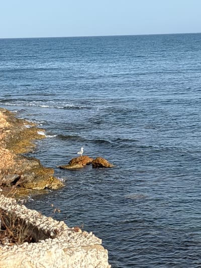 A solitary white seagull stands on a small, reddish-brown rock in the calm, blue sea. The seagull is facing to the left and its wings are slightly flared. The water is clear and reflects the blue sky. To the left of the seagull, a rocky shoreline is visible, with clusters of brown and beige rocks. The shoreline is partially covered with sparse, dry vegetation. In the foreground, a rough, light-colored rock formation with some dried grass and debris is visible. The horizon line is clearly defined, separating the vast expanse of the sea from a pale blue sky. The overall scene depicts a peaceful coastal environment.