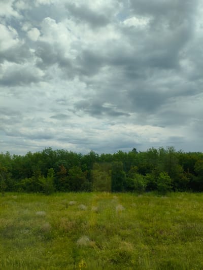 This is a vertical, full-shot photograph of a natural landscape under a cloudy sky. The foreground is dominated by a wide, gently sloping meadow covered in tall, green grass with patches of lighter dried grass and small, pale wildflowers. The middle ground features a dense line of trees forming a dark green forest. The trees appear lush and varied, with some hints of red and brown foliage mixed in. A narrow, lighter-colored path or clearing can be seen cutting through the center of the forest. The background is filled with a dramatic sky of heavy, dark gray clouds with streaks of lighter gray and blue peeking through. The overall mood is somewhat somber, suggesting overcast or impending rainy weather. The time of day is difficult to determine precisely due to the cloud cover, but the light suggests it is daytime. The location cues and lush greenery are consistent with a rural or natural setting like Buzuluk, Russia. There is no visible text in the image.