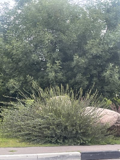 The media file depicts an outdoor scene with a focus on lush green foliage. A large, light-colored, oval-shaped object, possibly a boulder or a large sculpture, is partially visible on the right side of the frame, nestled amongst the greenery. The vegetation is dense, with the majority of the frame filled with the leaves of trees and bushes. The leaves appear to be long and slender, suggesting a weeping willow or a similar species.
To the far right of the image, a paved surface and a dark curb are visible, indicating the presence of a road or pathway. The light suggests it is daytime, likely outdoors in a natural or park-like setting. There is no discernible activity or event taking place; the scene is static and appears to be a still photograph of the environment. No people or text are visible in the image. The overall impression is one of natural growth and the presence of a prominent, large object within the landscape. The setting in Shakhovskaya, Russia, suggests a potentially temperate climate, consistent with the vibrant greenery.