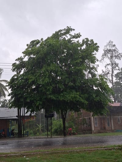 The image shows a street scene in Bintanghu, Indonesia, during a heavy rainstorm. A large tree dominates the view, its leaves being blown by the wind and obscured by rain. The road is wet and reflective, with grass growing on the shoulder. Across the road is a building with brick walls and barred windows. In the background, a taller tree is visible. Beneath the main tree, a small shelter is visible, although it is not clear if it is occupied. Power lines are strung overhead. The sky is overcast and grey.