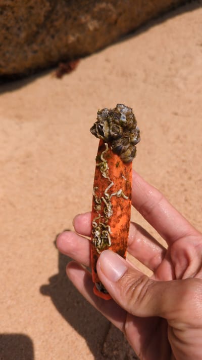 A close-up shot shows a person's hand holding a small, orange piece of debris encrusted with barnacles and tube worms. The backdrop is a sandy beach, indicative of a coastal environment. The scene is likely Phuoc Dinh, Vietnam, suggested by the task description, placing it in a marine environment. The focus is on the marine organisms colonizing the debris.