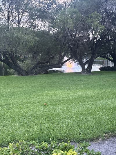The image shows a park scene in Delray Beach, Florida, with a large body of water featuring a lit fountain. Lush green grass covers the foreground, with several large trees with dark bark and sparse leaves framing the water. The fountain appears to be emitting orange and yellow light, illuminating the water and creating a vibrant splash. The trees are positioned along the edge of the water, with their branches extending over the lawn. The sky above is a pale blue with some clouds. In the distance, more trees and possibly buildings can be seen. A small brown leaf is visible on the grass in the middle ground.