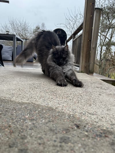 A fluffy, long-haired grey cat is grooming itself on a concrete surface. The cat's paws are resting on the concrete edge while its body angles towards the left. In the background, there is a wooden deck or patio structure, with bare trees visible beyond. The image was taken outdoors, and the weather appears overcast. The location is Gränsta, Sweden, based on the available image data. There are no other people, subjects, objects, actions or interactions to add.